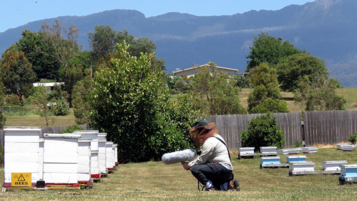 Me recording bees at R. Stephens Apiarists in Mole Creek, Tasmania (photo courtesy of Mim).